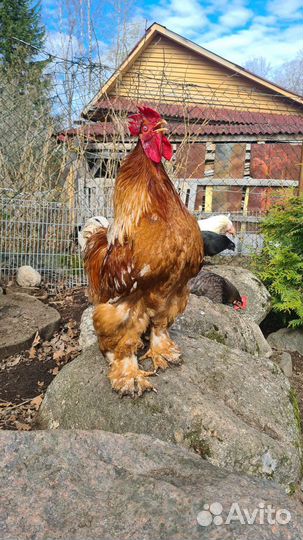 Петух кохинхин