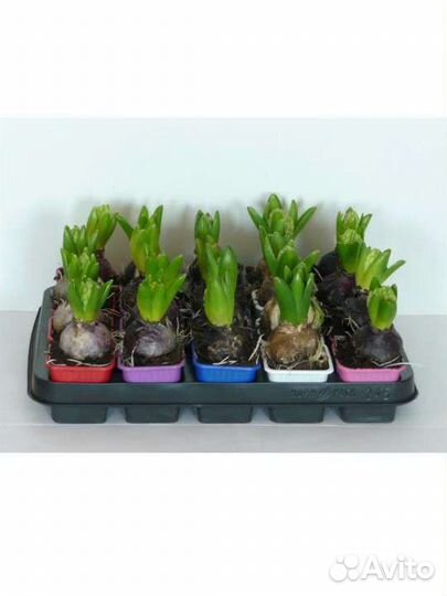 Гиацинт, нарцисс, мускари к 8 Марта