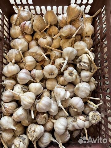 Чеснок яровой (летний)