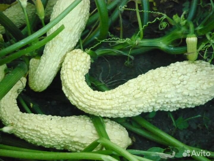 Семена кабачков, дыни и огурца белого