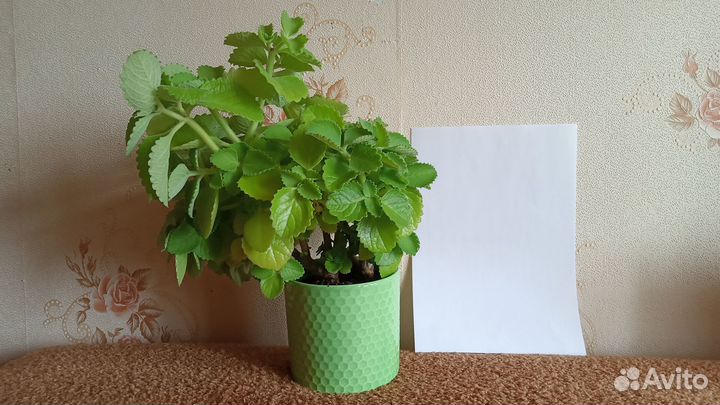 Хлорофитум, мята комнатная, герань душистая