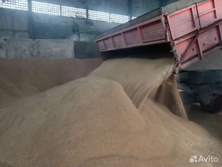 Гречиха лён пшеница ячмень