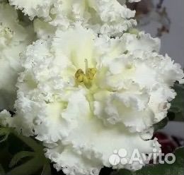 Фиалки набором