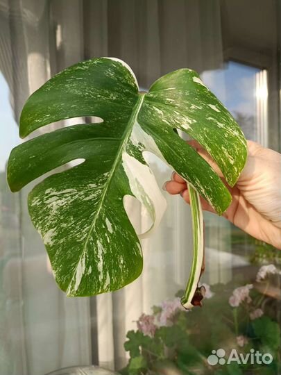 Монстера альба/Аглаонема фридман