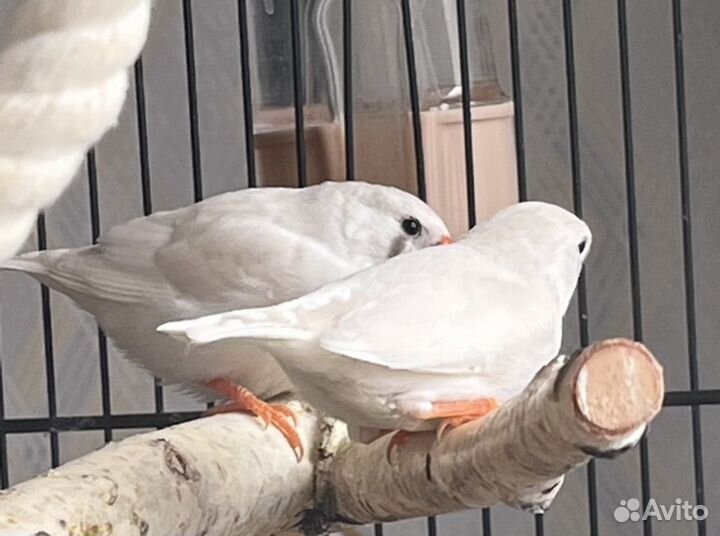 Амадины зебровые