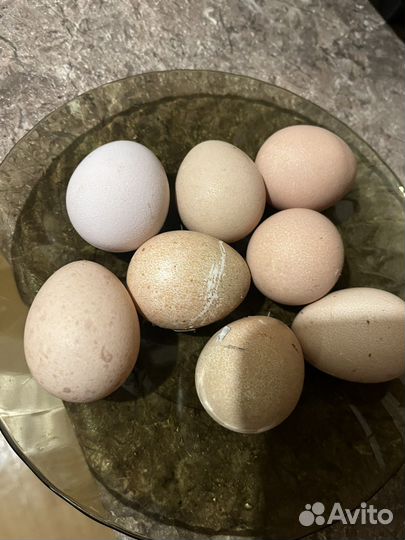 Яйца инкубационные