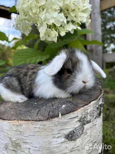 Вислоухие карликовые декоративные кролики