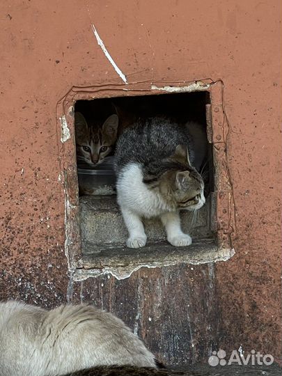 Котята