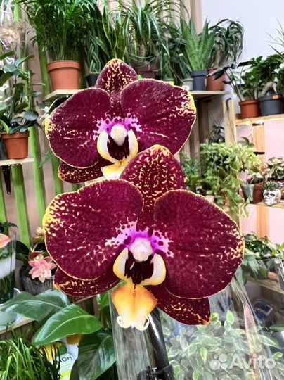 Орхидея фаленопсис сортовая