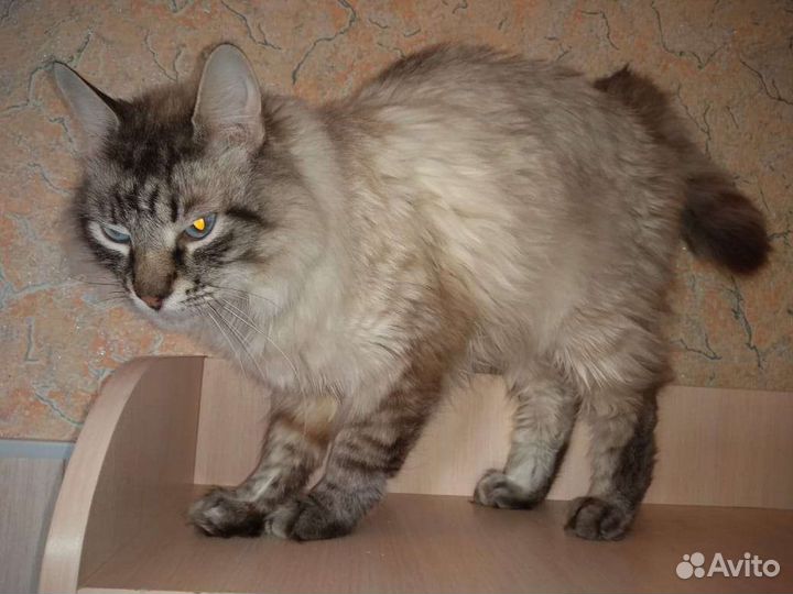 Котик Сëма ищет дом