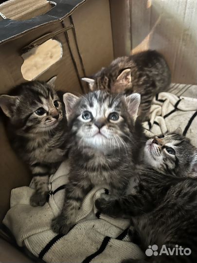 Британские котята