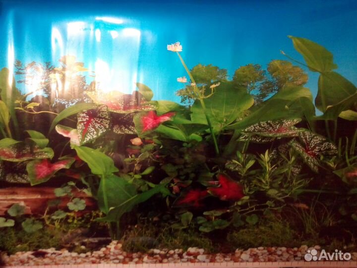 Задний фон для аквариума