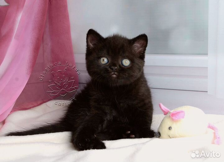 Британские котята