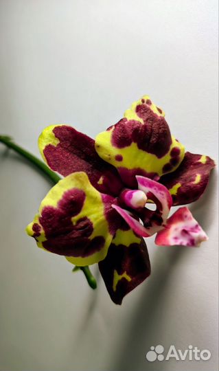 Орхидея фаленопсис Mainshow tabby cat 2.5