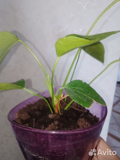 Комнатные цветы антуриум