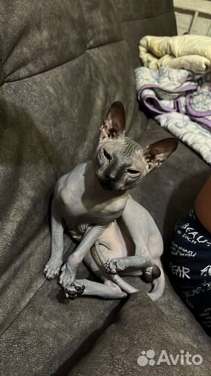 Сфинкс вязка