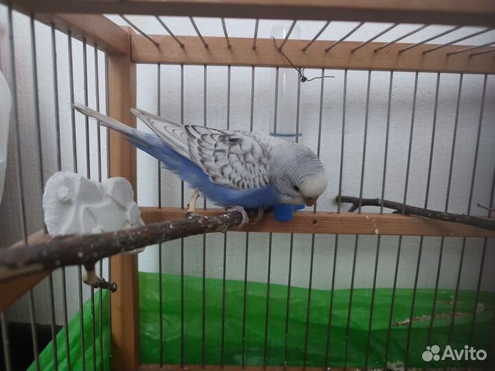 Волнистый попугай пара с клеткой