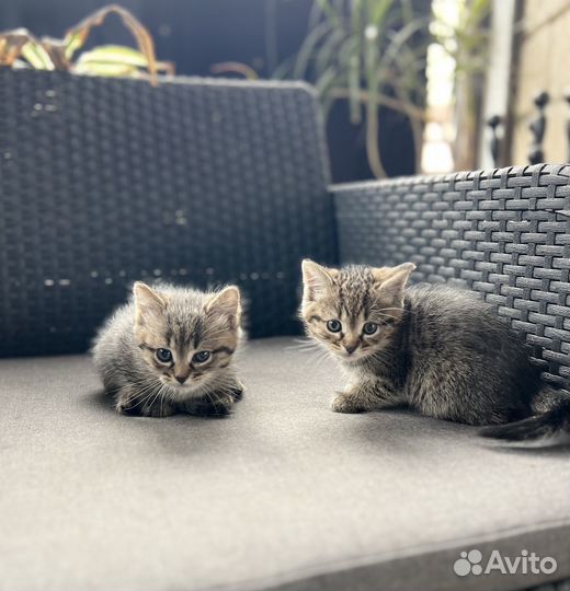 Котята вислоухой кошки
