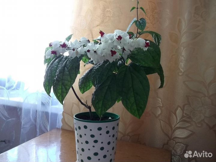 Клеродендрум