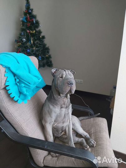 Шарпей вязка