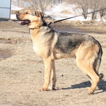 Анатолийская овчарка, взрослый пёс