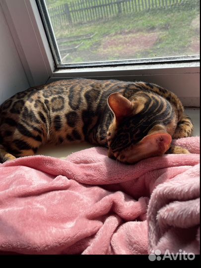Бенгальские котики и кошечки