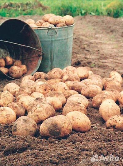 Картофель