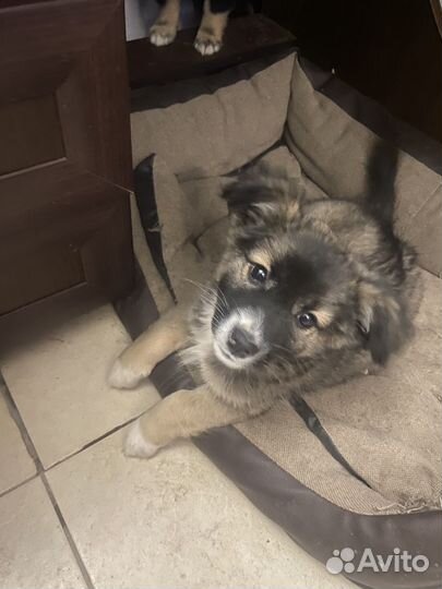 Щенки в добрые рук