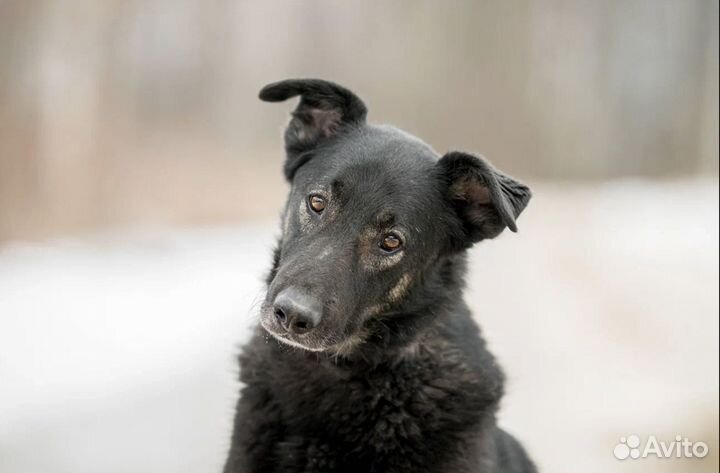 Собака из приюта