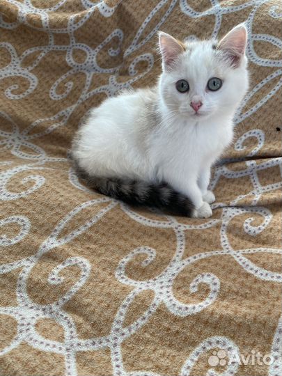 Котята в добрые руки бесплатно девочка