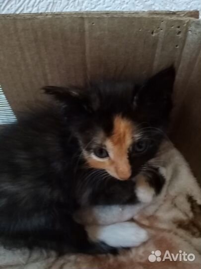 Кошки в добрые руки бесплатно