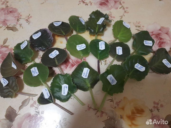 Фиалки набором