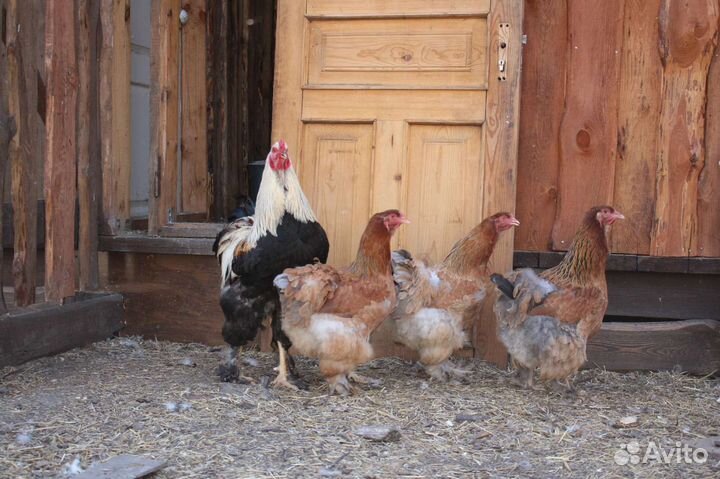 Цыплята породы брама