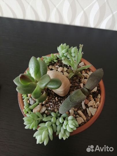 Минисадик суккуленты