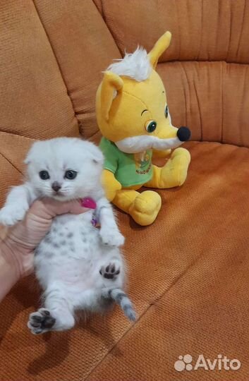 Вислоухое пушистое счастье