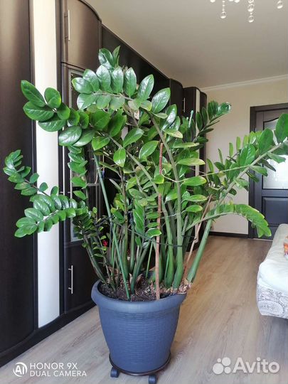 Замиокулькас