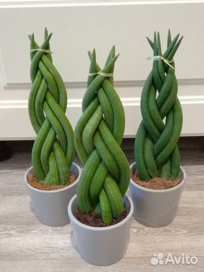 Сансевиерия Цилиндрика косичка