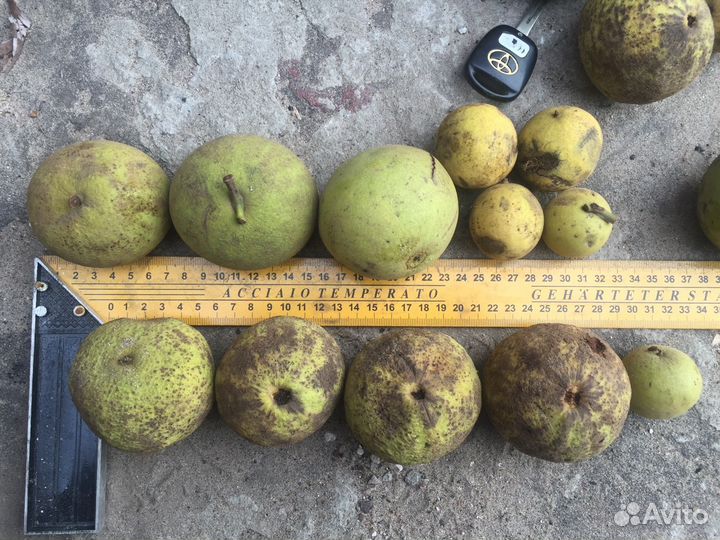 Орех черный (саженцы) 1 Шт