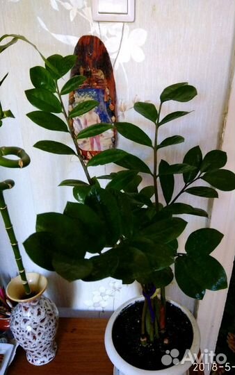 Замиокулькас