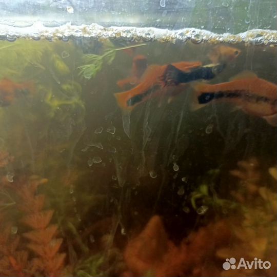 Продам рыбок