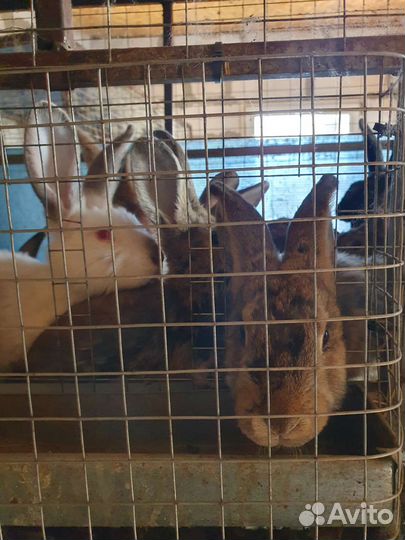 Навоз кроличий