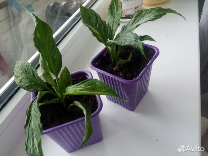 Спатифиллум