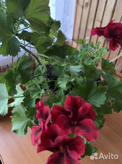 Пеларгония герань