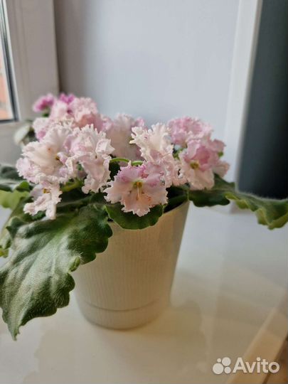 Фиалка махровая