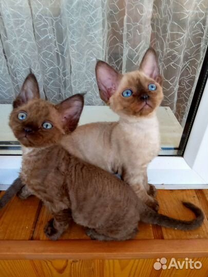 Девон-рекс девочки и мальчишки