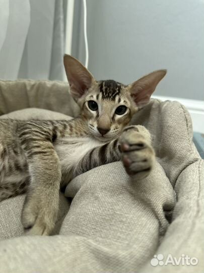 Ориентальный мальчик