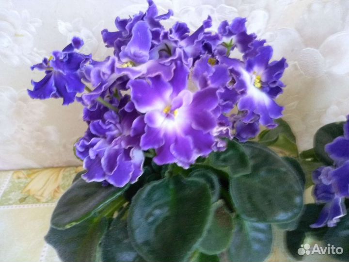 Сортовые фиалки