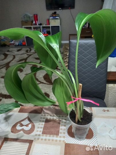 Эухарис амазонская лилия луковицы