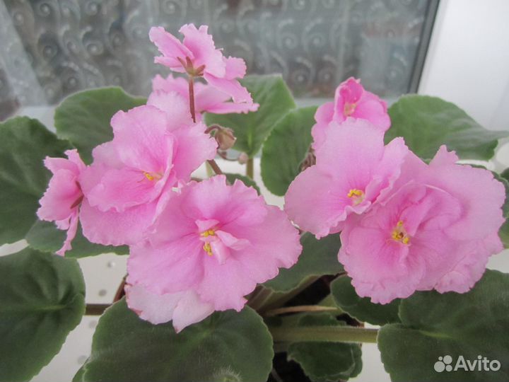 Фиалки цветущие