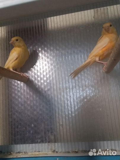 Продам канареек